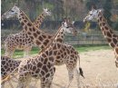 ZOO w Pradze
